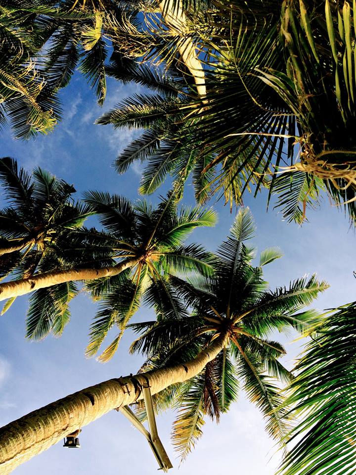 Gorgeous coconut trees